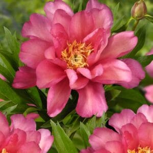 Paeonia-ITOH-Julia-Rose-MihkelSaarPuukool