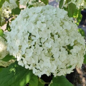 Pallohortensia-Annabelle-3