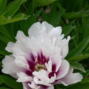 Paonia-Itoh-Cora-Louise-MihkelSaarPuukool