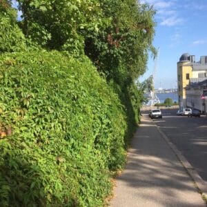 Parthenocissus-Kotka-20190817-HannaTajakka-2