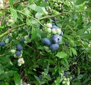 Pensasmustikka-North-Blue