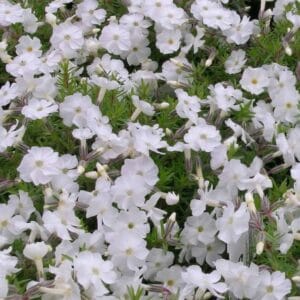 Phlox-doug-White-Admiral-MihkelSaarPuukool