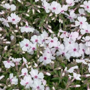 Phlox-subulata-Amazing-Grace-MihkelSaarPuukool