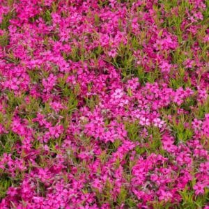Phlox-subulata-Scarlet-Flame-MihkelSaarPuukool
