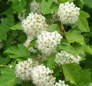 Physocarpus-opulifolius-Heisiangervo