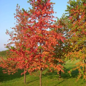 Pilvikirsikka-Prunus-Pensylvanica-3