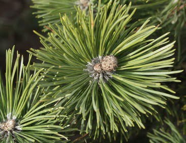 Pinus-mugo-Vuorimaenty-2
