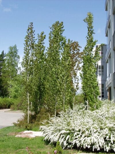 Populus-tremula-Erecta-Pylvashaapa-2