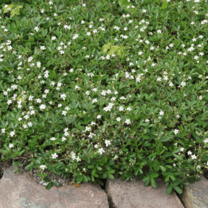 Potentilla-tridentata-Nuuk-Groenlanninhanhikki-2