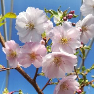 Prunus-Accolade-3