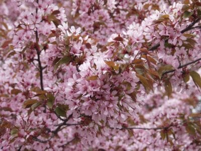 Prunus-sargentii-Rusokirsikka-2