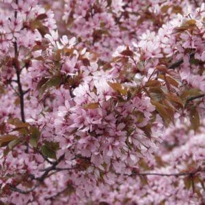 Prunus-sargentii-Rusokirsikka-2