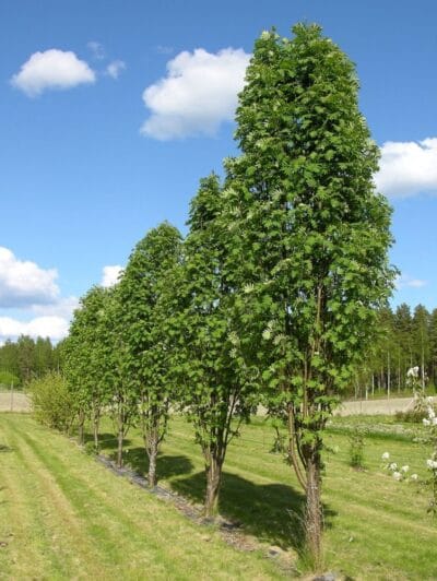 Pylvaespihlaja-Sorbus-Fastigiata