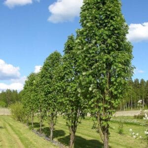 Pylvaespihlaja-Sorbus-Fastigiata