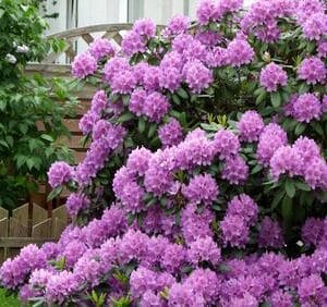 Rhodo-Catawbiense-Grandiflorum-04-Alppiruusu-2