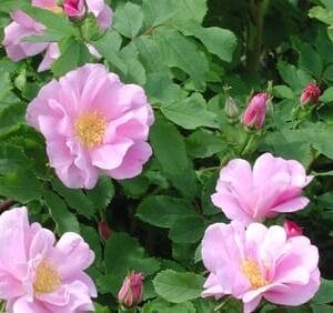 Rosa-Blanda-ryhma-Toukoniitty-Piikkio