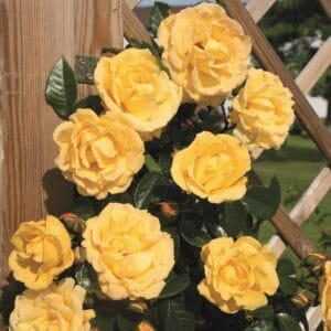 Rosa-Dukat