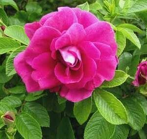 Rosa-Hansa-Hansaruusu-2