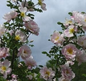 Rosa-Juhannusmorsian-Juhannusmorsian