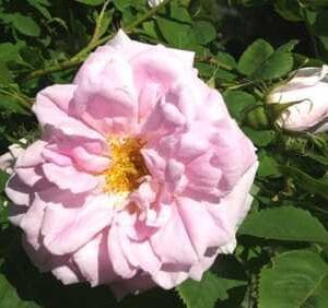 Rosa-Maidens-Blush-neidonruusu