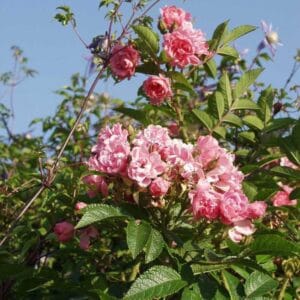 Rosa-Pink-Grootendorst-Neilikkaruusu-2