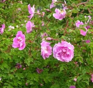 Rosa-Poppius-Suviruusu-Poppius