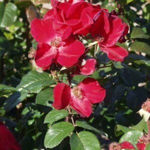 Rosa-Robusta-Puistoruusu-Robusta