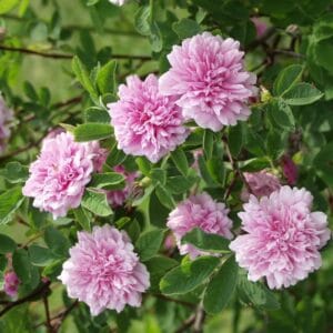 Rosa-majalis-Tornedal-Tornionlaaksonruusu