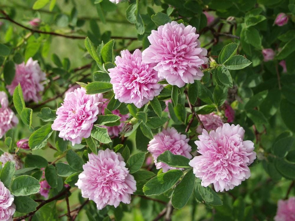 Rosa-majalis-Tornedal-Tornionlaaksonruusu