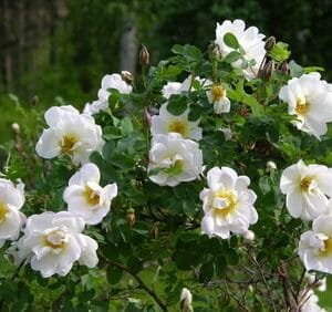 Rosa-pimpinellifolia-Plena-Juhannusruusu