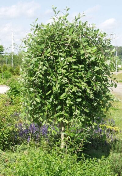 Salix-caprea-Pendul-Riipparaita