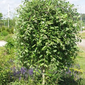 Salix-caprea-Pendul-Riipparaita