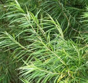 Salix-viminalis-Koripaju