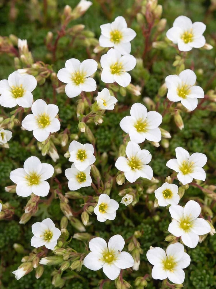 Kristallirikko ’White Star’