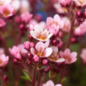 Saxifraga-x-arendsii-Pixie-Pan-Appleblossom-MihkelSaarPuukool