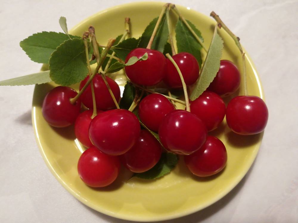 Pensaskirsikka ’Schedraja’ / ’Pohjolan Helmi’