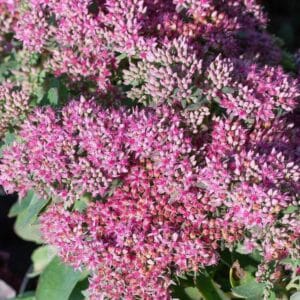 Sedum-Carl-MihkelSaarPuukool