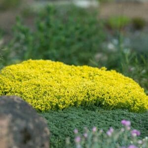 Sedum-acre-Yellow-Queen-MihkelSaarPuukool