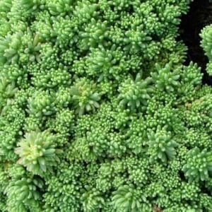 Sedum-album-Coral-Carpet-MihkelSaarPuukool