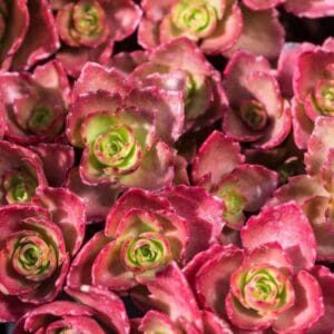 Sedum-spurium-Fuldaglut-MihkelSaarPuukool