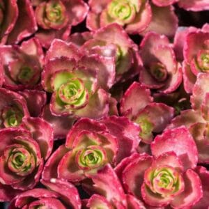 Sedum-spurium-Fuldaglut-MihkelSaarPuukool
