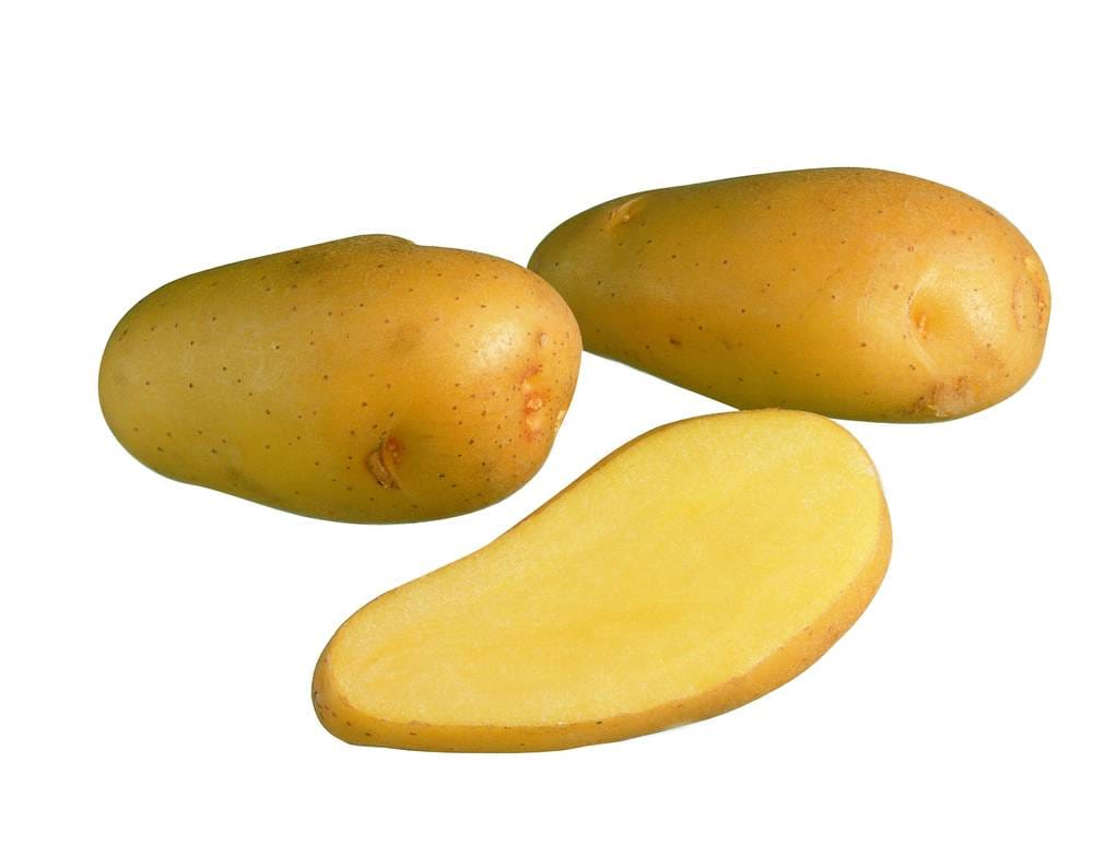 Siikli