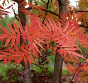 Sorbus-Dodong-tuurenpihlaja-2