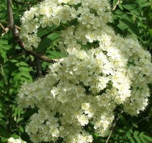 Sorbus-aucuparia-Kotipihlaja-2