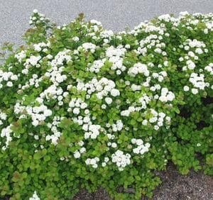 Spiraea-betulifolia-Koivuangervo