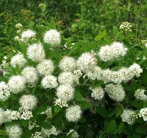 Spiraea-chamaedryfolia-Idanvirpiangervo