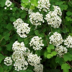 Spiraea-trilobata-Siperianvirpiangervo