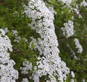 Spirea-Grefsheim-Norjanangervo2