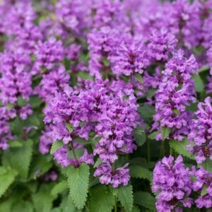 Stachys-2477macrantha-MihkelSaarPuukool