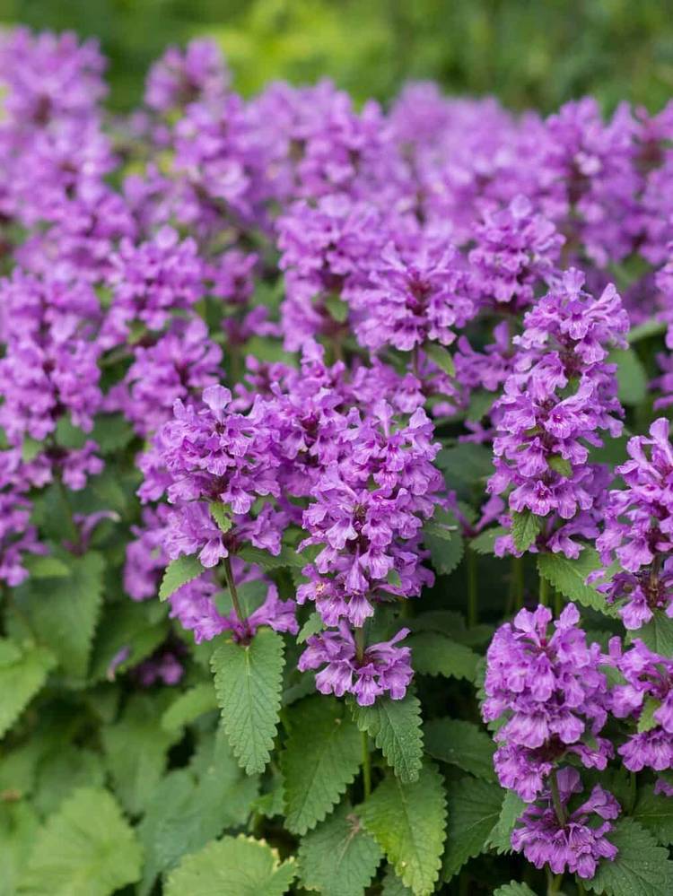 Stachys-2477macrantha-MihkelSaarPuukool